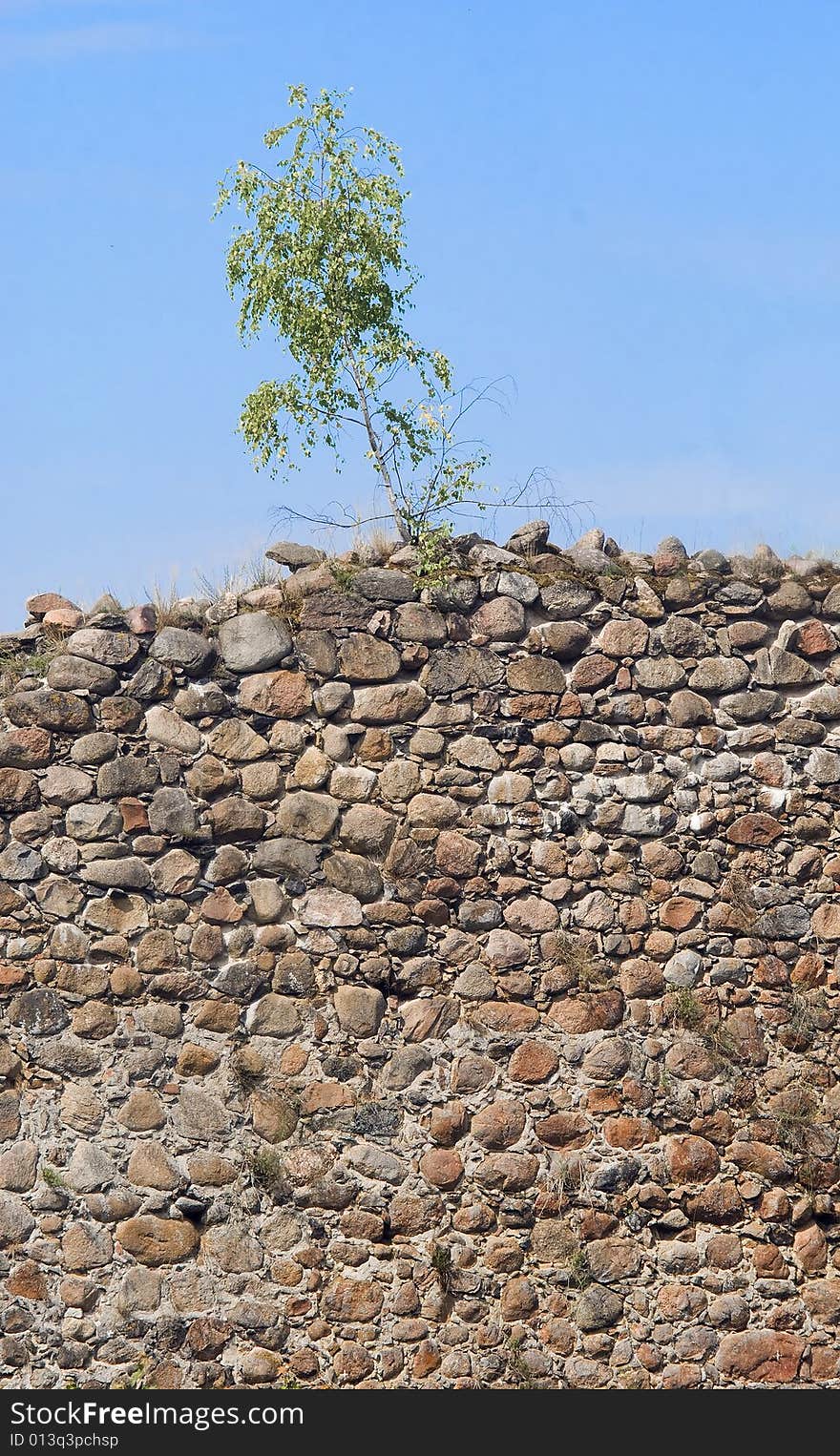 Lonesome birch and stony land wall