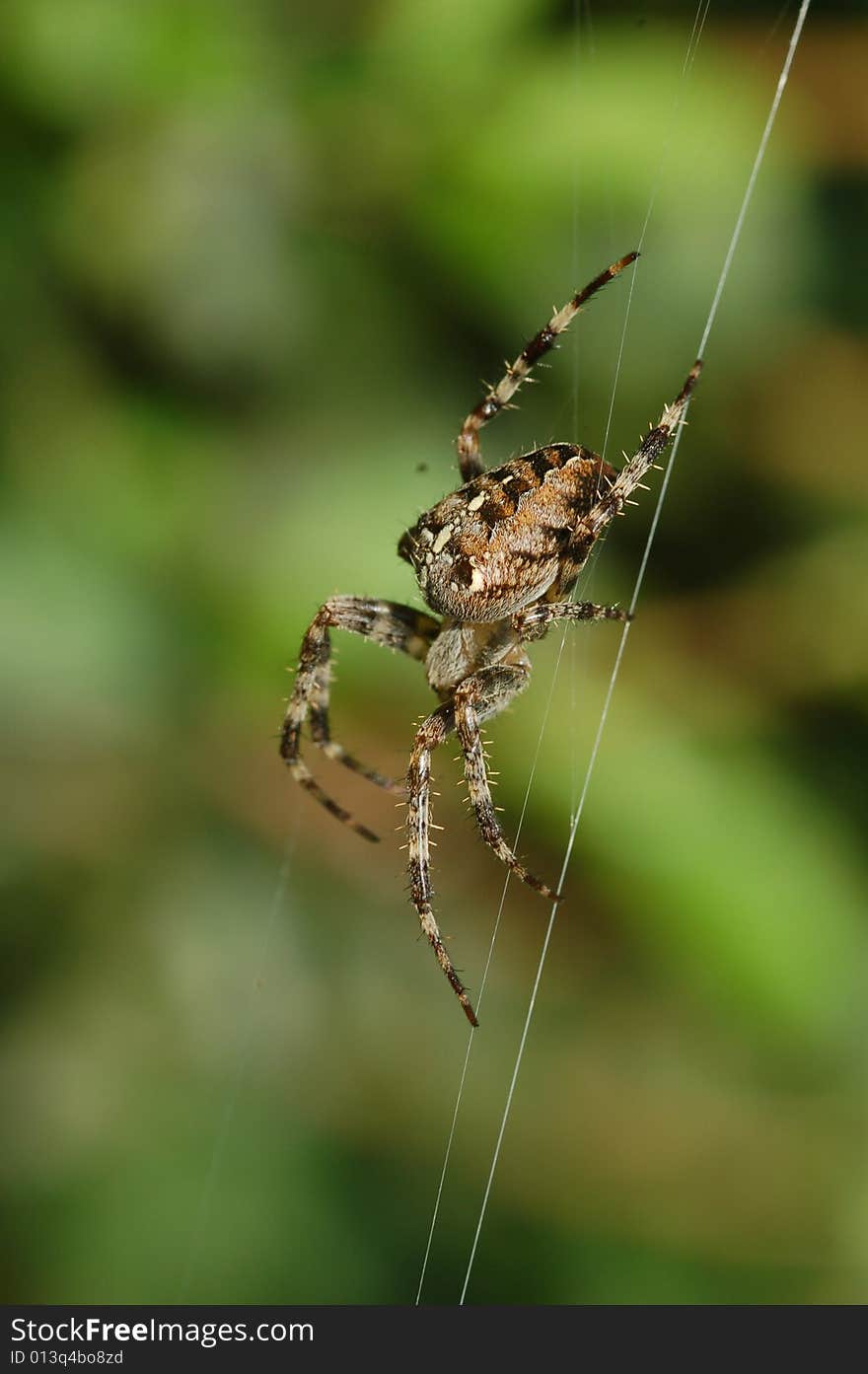 Photo of a cross spider in his web in nature.