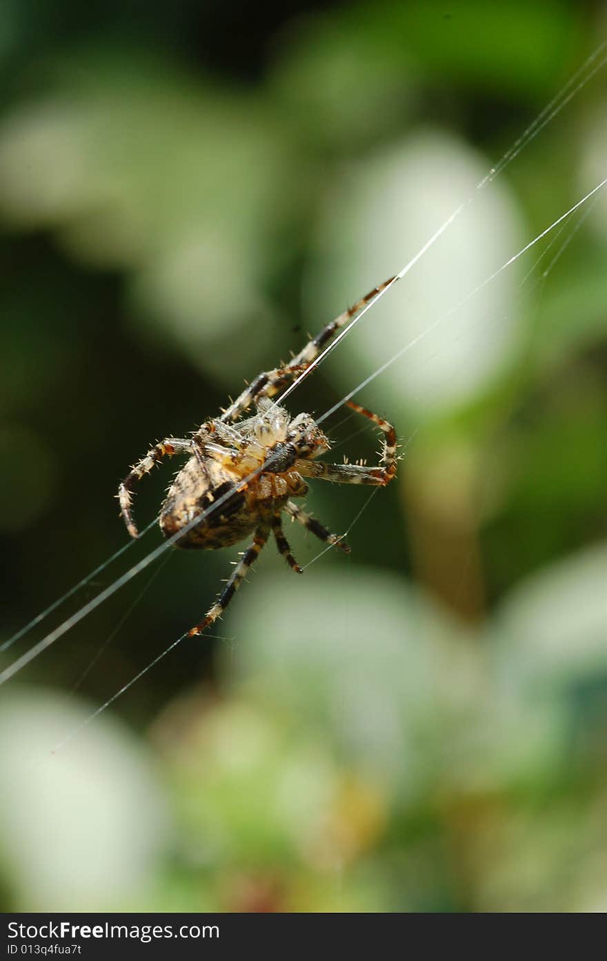 Photo of a cross spider in his web in nature.