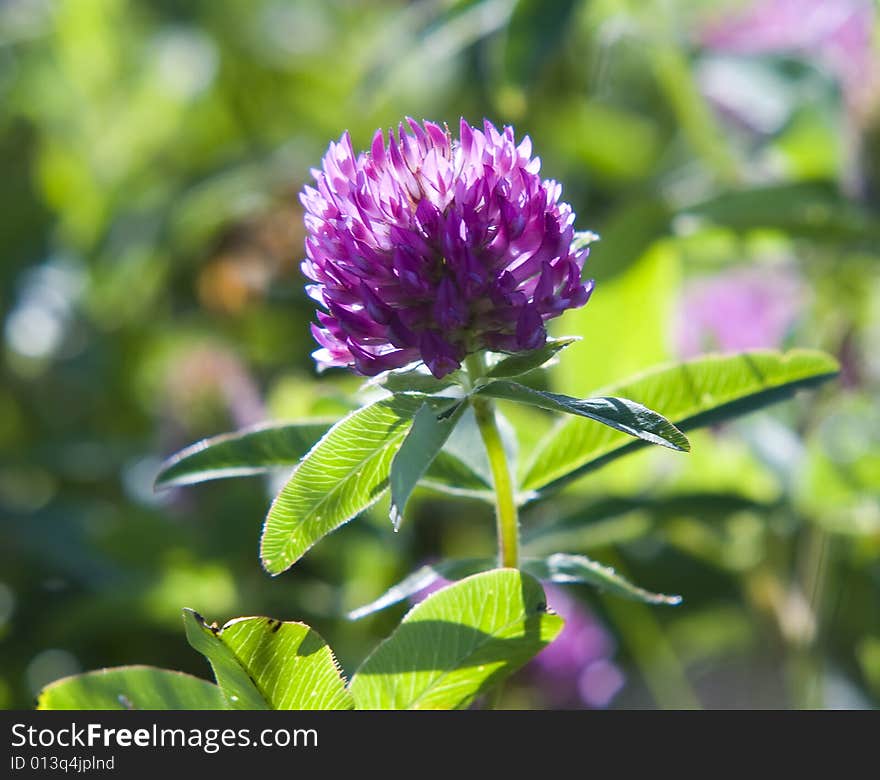 A macro shot of beautiful clover on green background