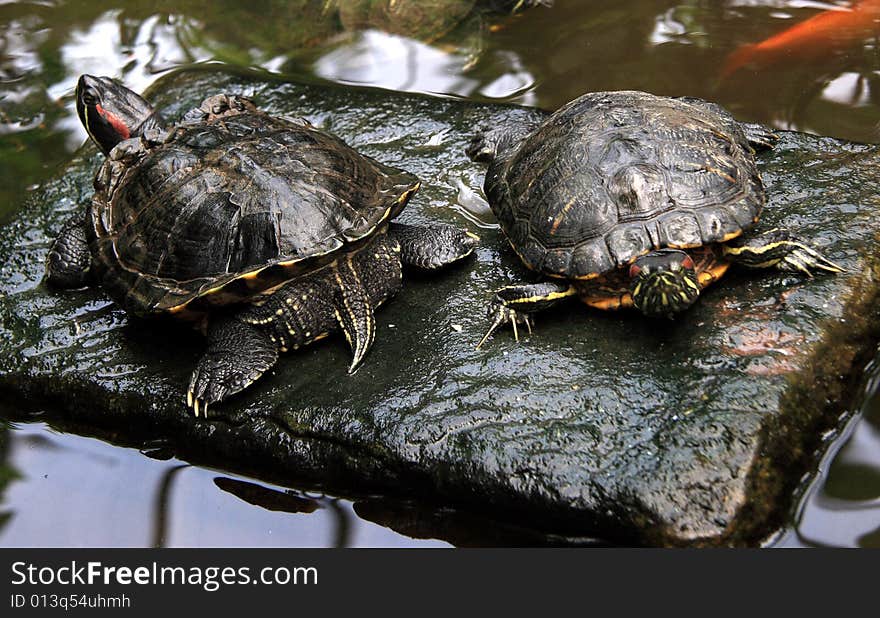 Although sometimes superficially similar to sea turtles in shape, having webbed feet and thinner shells than fully terrestrial tortoises, terrapins do not belong to the sea turtle superfamily Chelonioidea.