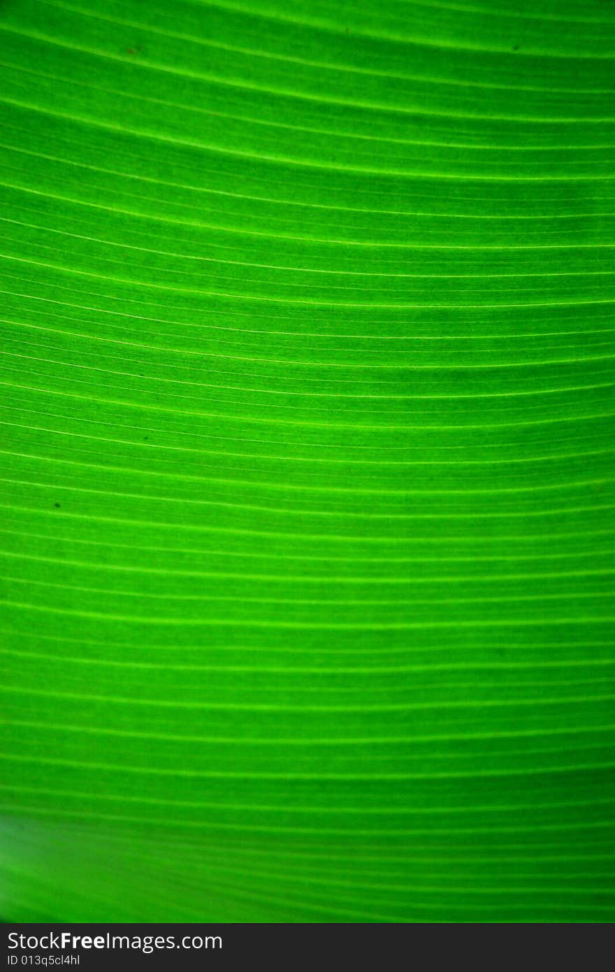 Leaf of Banana Plant