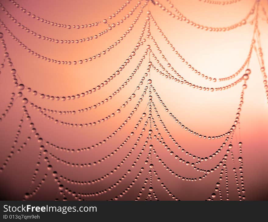 Close up of a spider web with dew drops. Close up of a spider web with dew drops