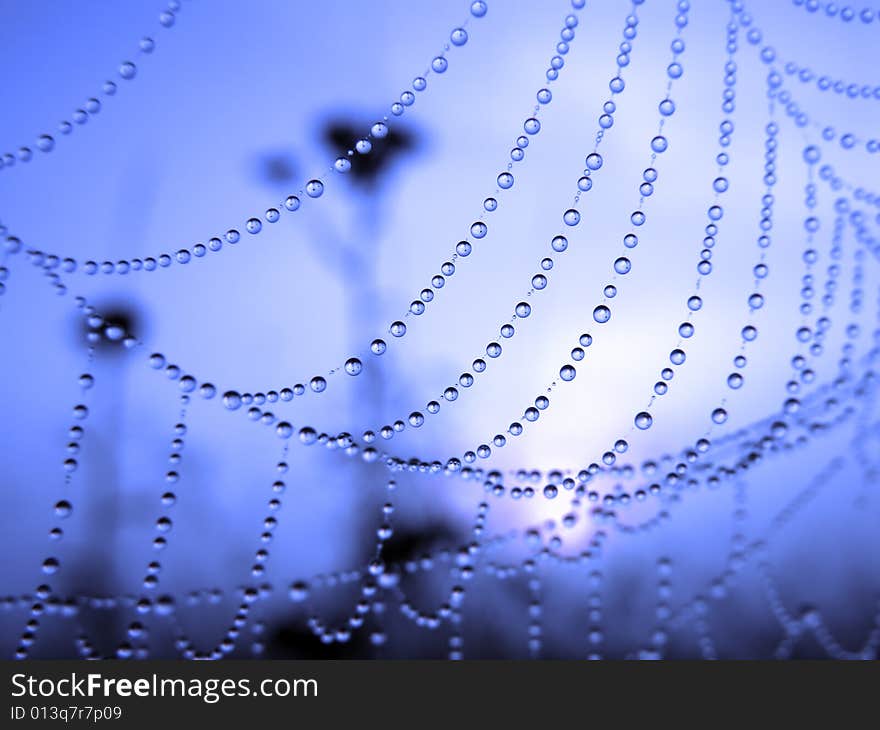 Morning dew on spider web