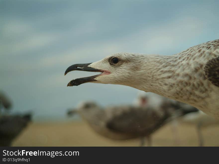 Super Close Seagull