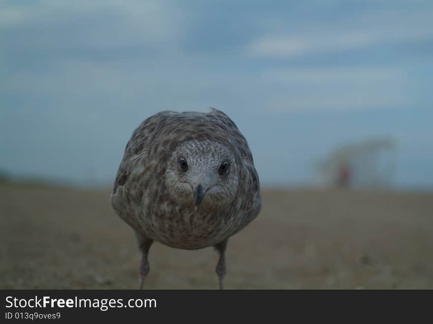 Super Close Seagull