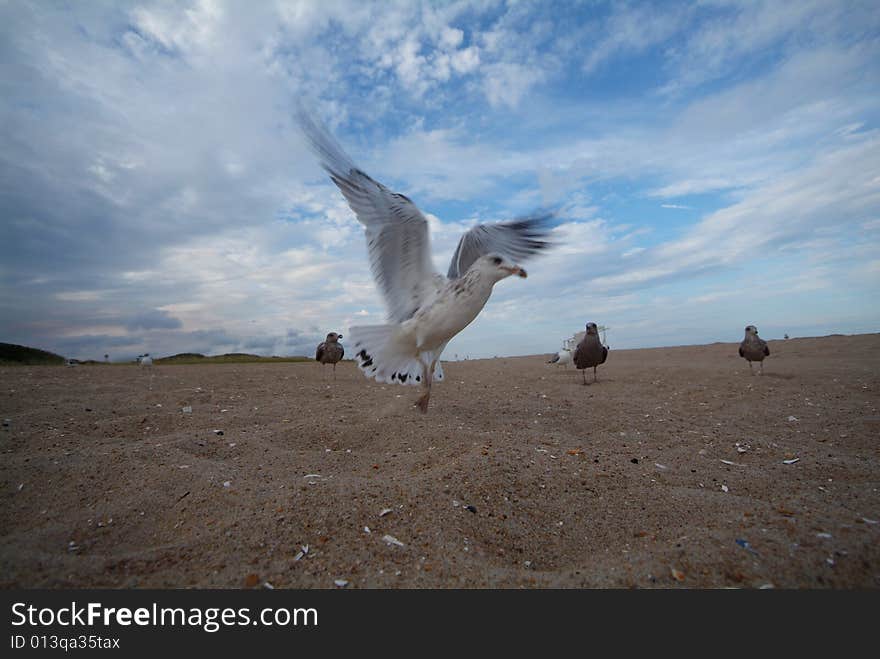 Super Close Seagull