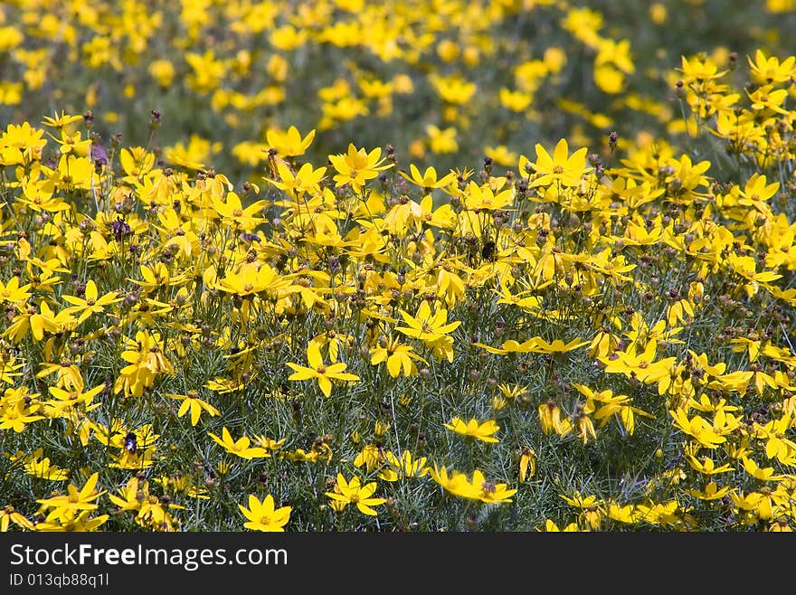 Beautiful yellow flower