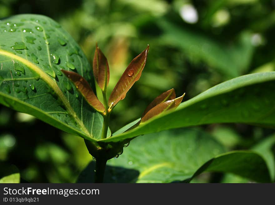 Bai-on is Thai word, call baby leaf of tree. It\'s new leaf and shown to be grow of tree.