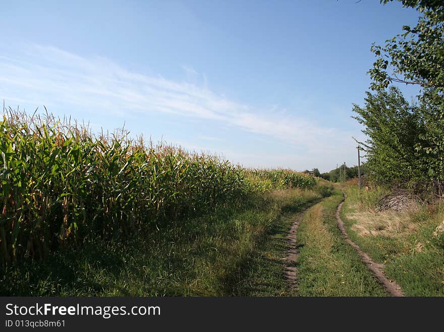 Corn field