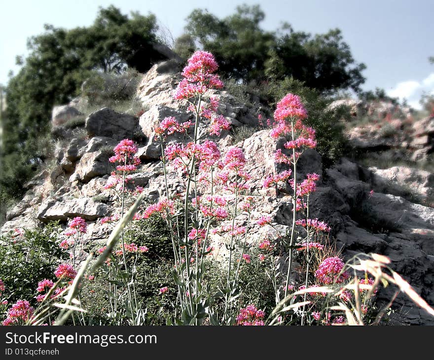 Mountain Pink Flowers