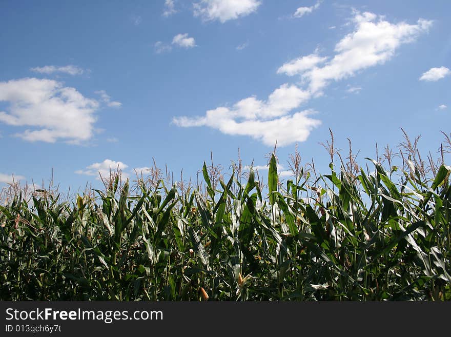 Corn Field