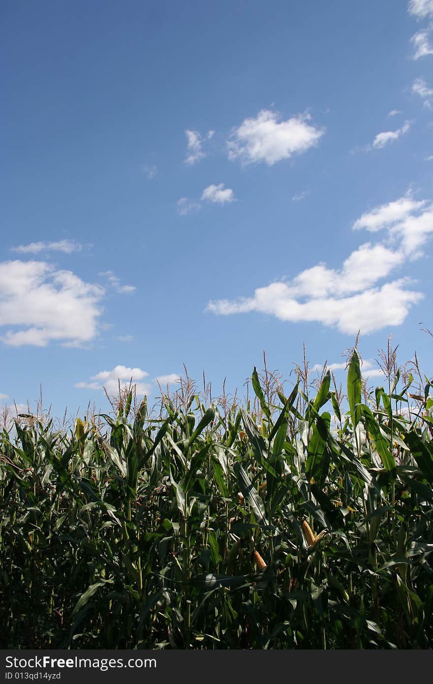 Corn field