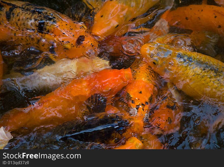 Kois of different color feeding together in a frenzy in a pond. Kois of different color feeding together in a frenzy in a pond