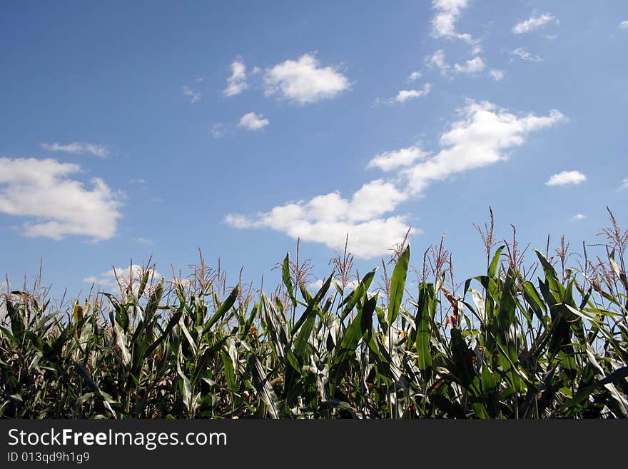 Corn field