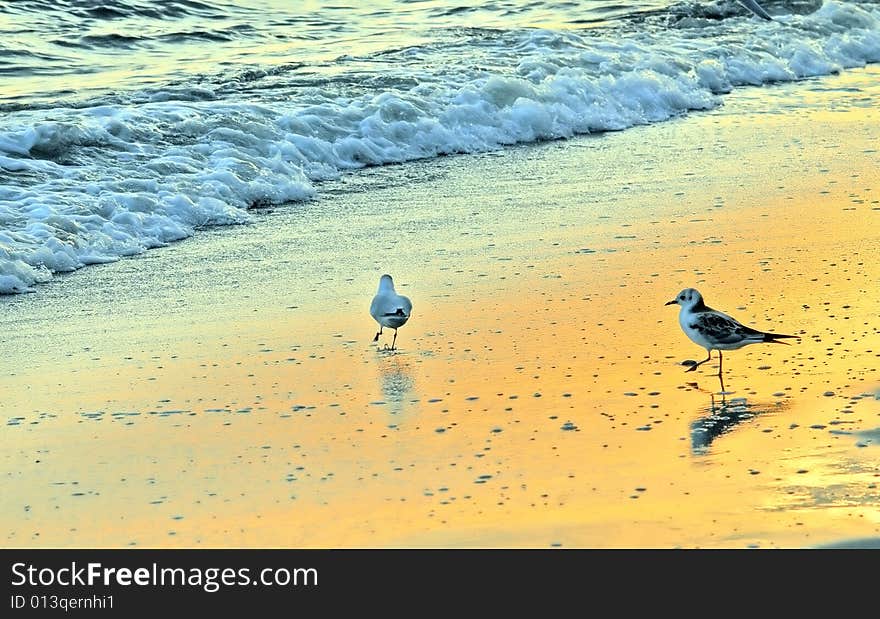 Seagulls walking on wet sand. Wet surface reflect all morning lights. Seagulls walking on wet sand. Wet surface reflect all morning lights.