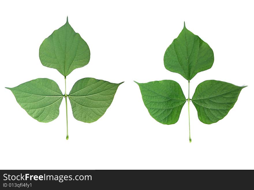 Two sides of Green Leaves