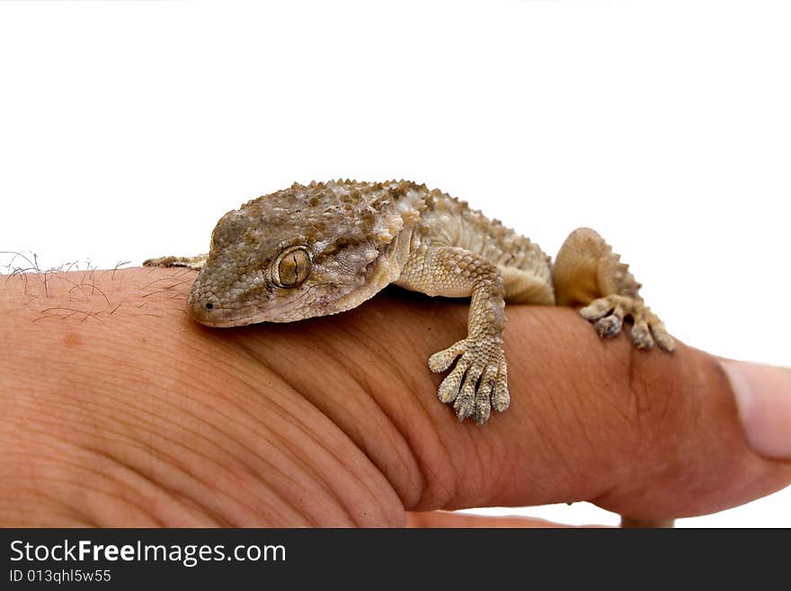 Moorish Gecko (Tarentola Mauritanica)