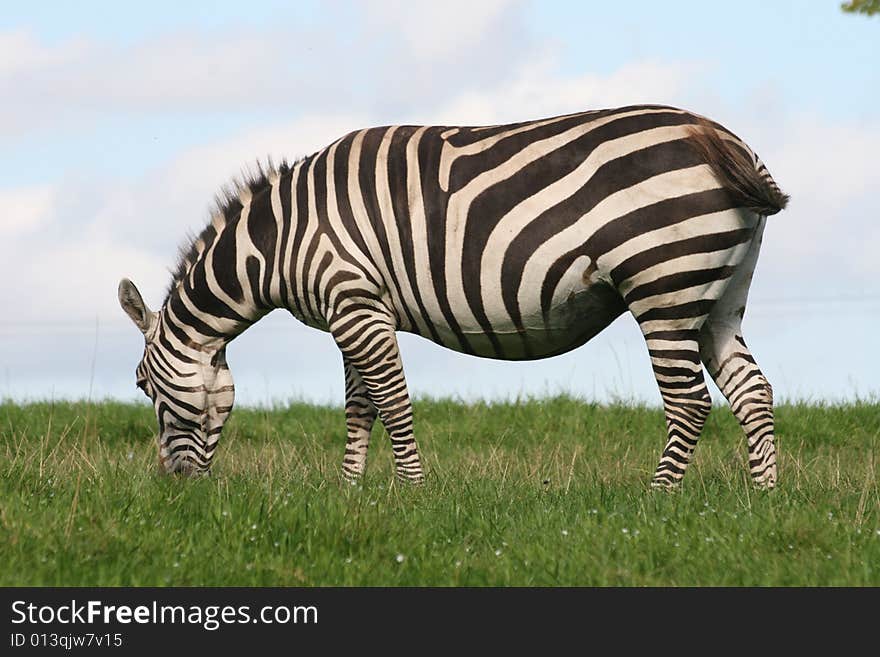 Zebra is like a horse