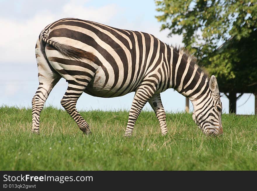 Zebra is doing two things the same and all the time, walking and eating. Zebra is doing two things the same and all the time, walking and eating