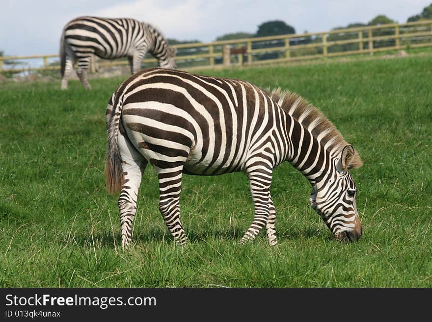 Zebras Dinner