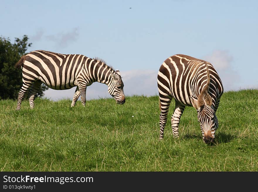 Zebras Dinner