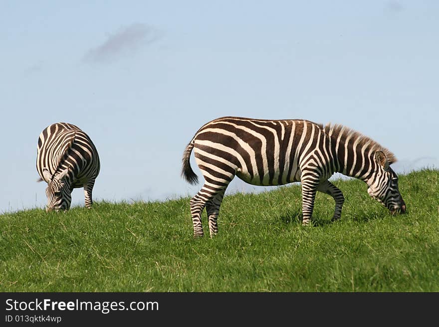 Zebra is doing two things the same and all the time, walking and eating. Zebra is doing two things the same and all the time, walking and eating