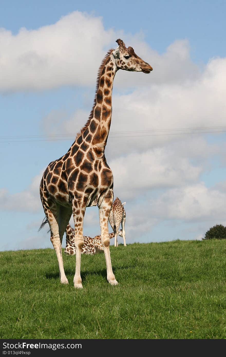 Giraffe