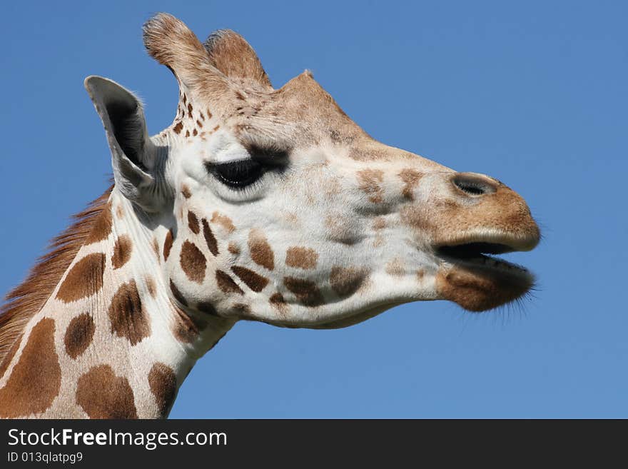 Giraffe s head