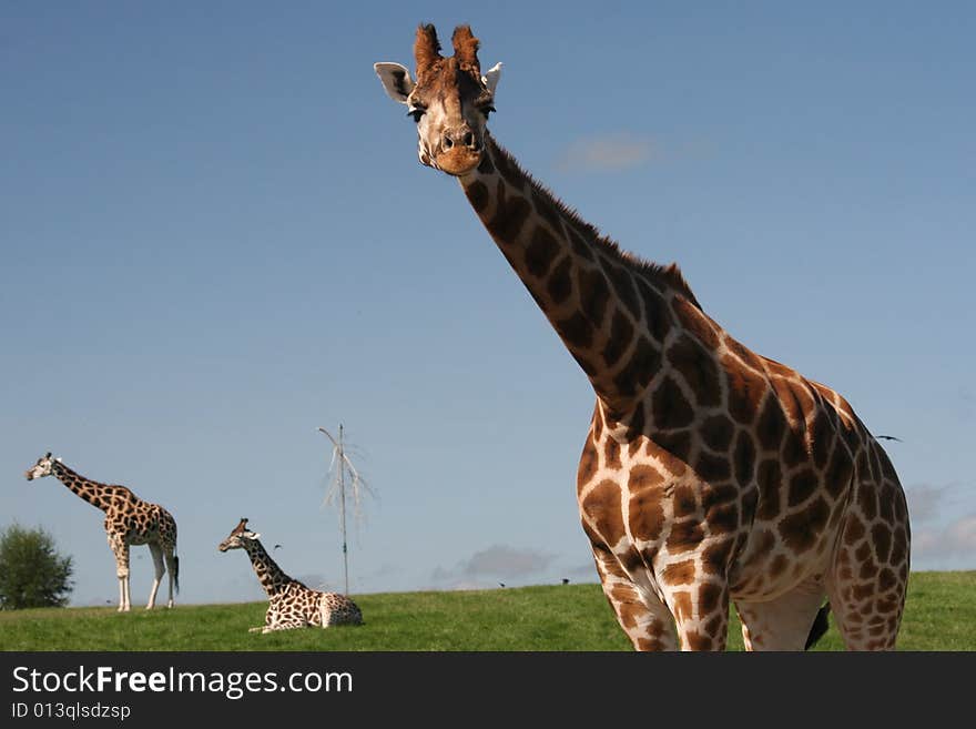 Giraffes