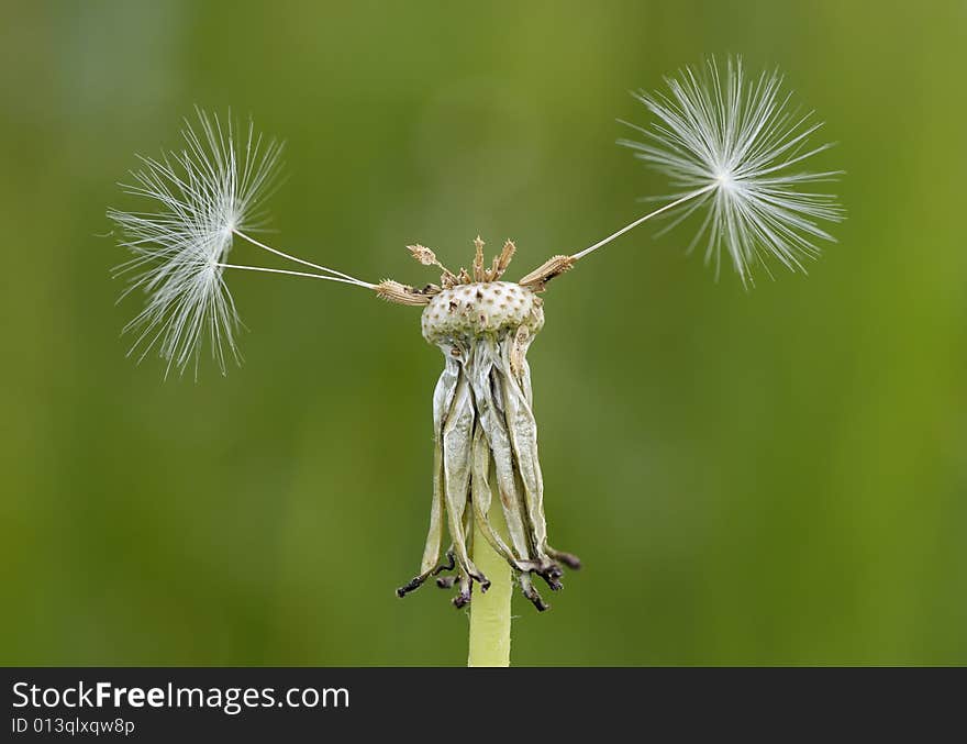 Dandelion finished flowering with three lonely pappus remaining against a green background. Dandelion finished flowering with three lonely pappus remaining against a green background