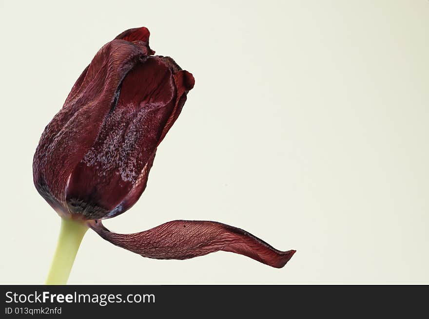 Red Tulip With Broken Petal