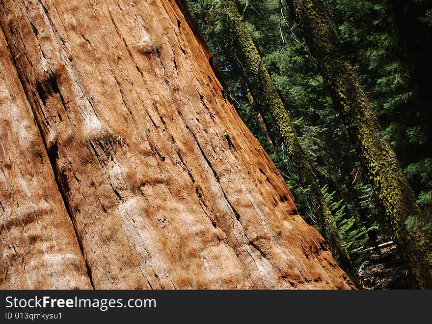 Giant Sequoia tree trunk