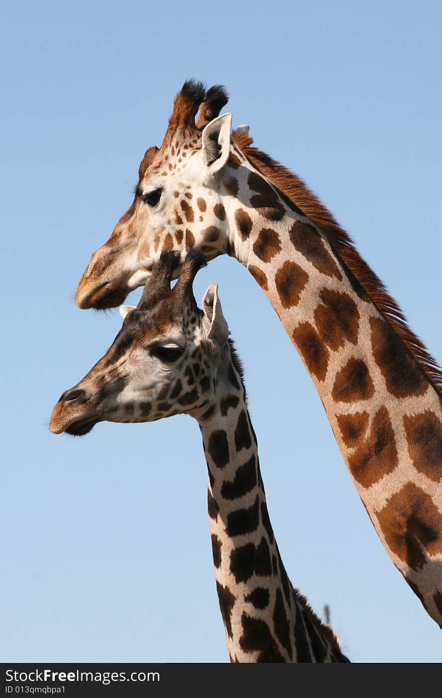 Giraffes