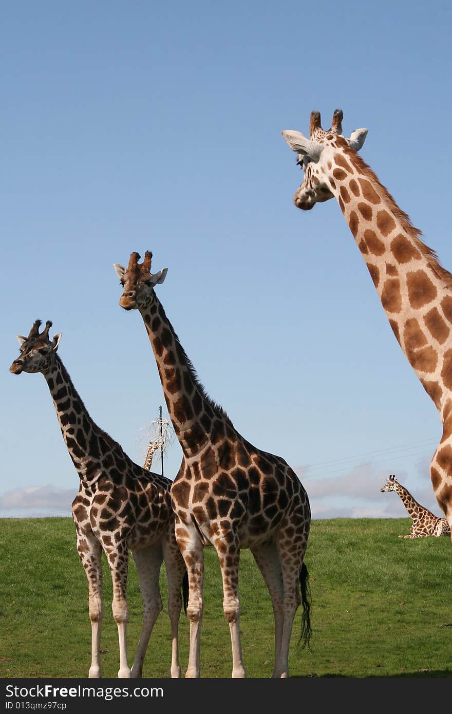 Giraffes