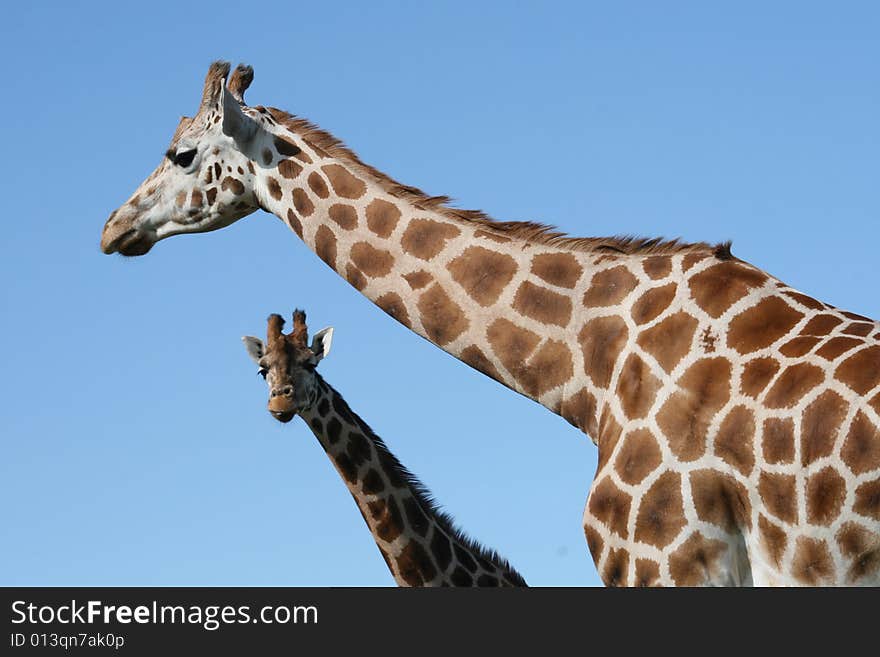 Long giraffe neck