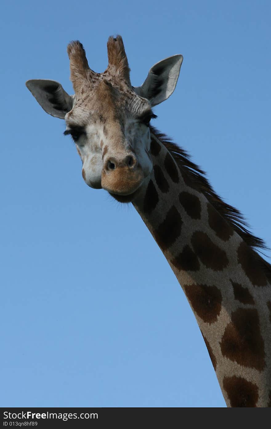 Giraffe surprised