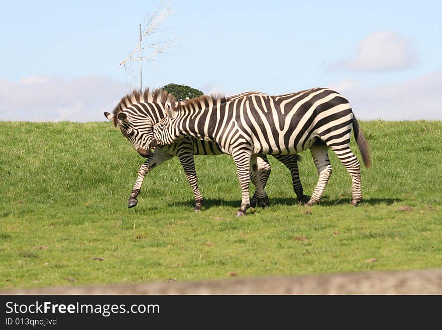 Zebra is like a horse. Zebra is like a horse