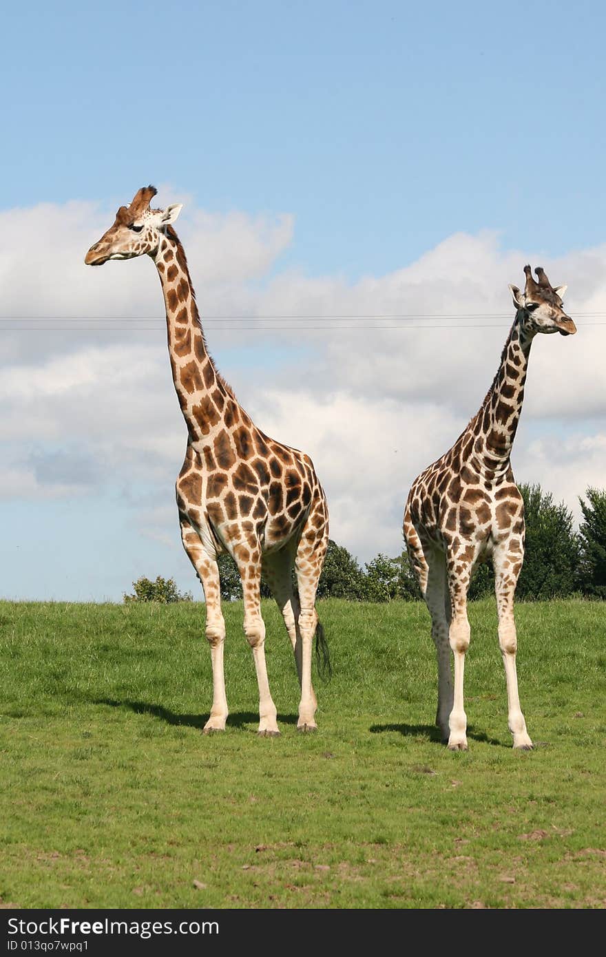 Giraffes