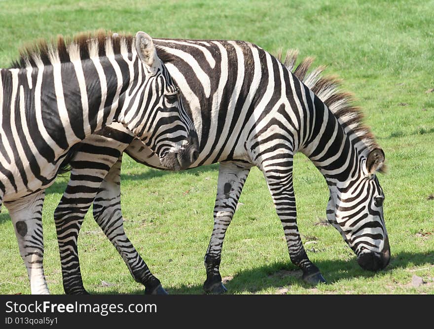 Zebra is like a horse. Zebra is like a horse