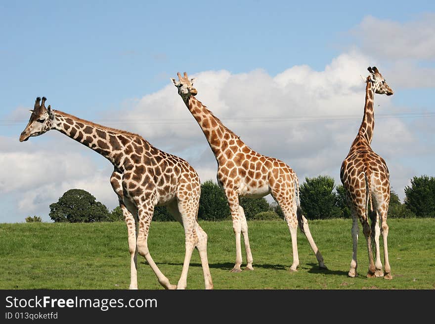 Giraffes