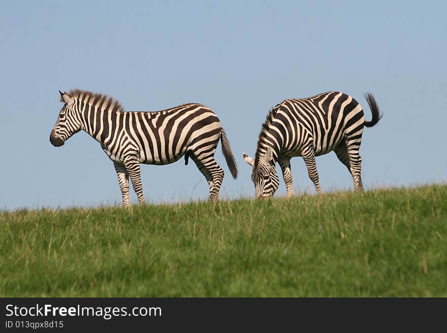 Zebra is like a horse. Zebra is like a horse