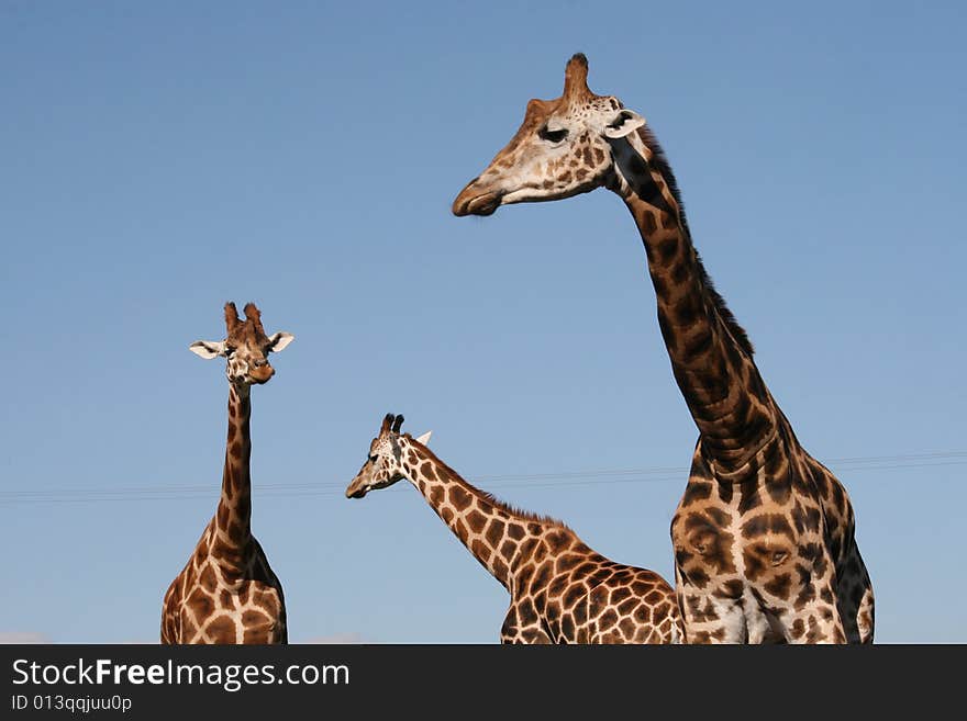 Giraffes Observatory