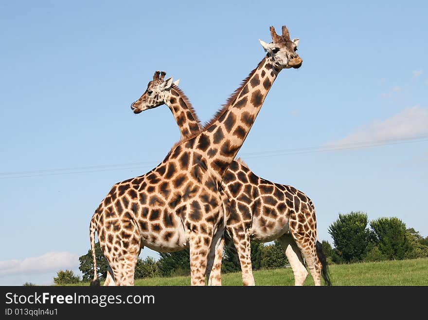 Giraffes