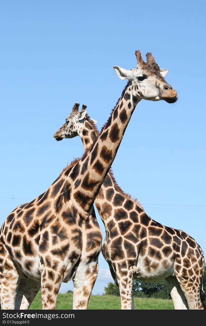 Giraffes