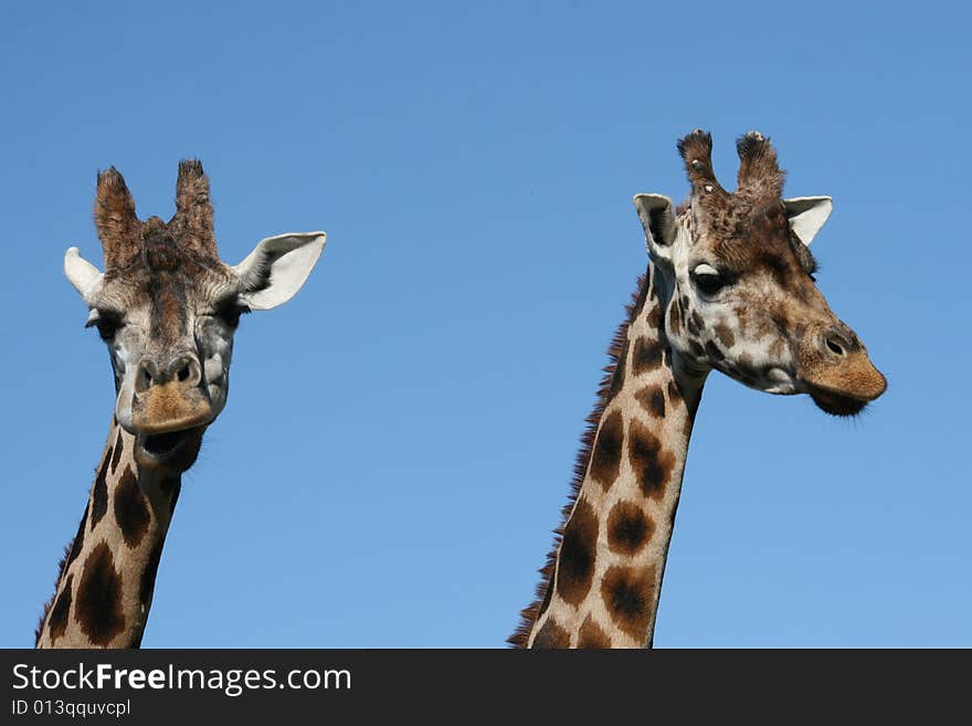 Giraffes