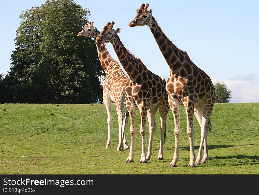 Giraffes