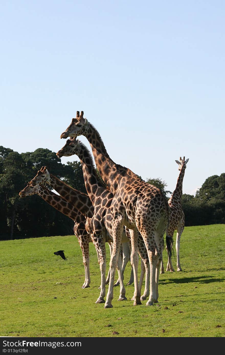 Giraffes