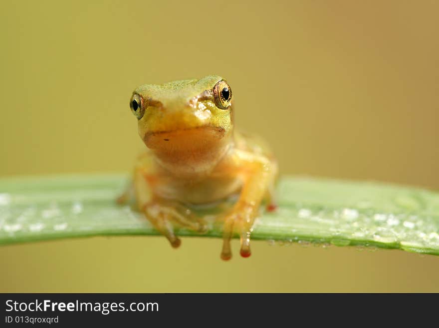 Close-up of nice treefrog. Close-up of nice treefrog