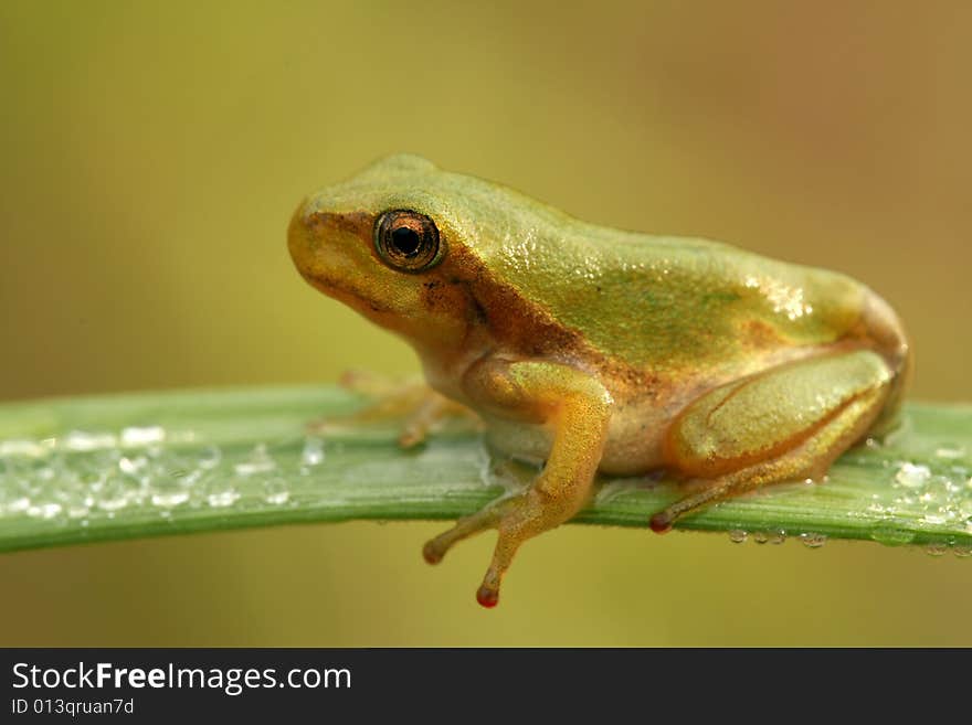 Close-up of nice treefrog. Close-up of nice treefrog